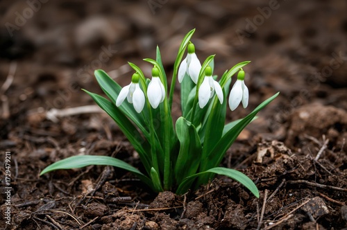 Delicate white snowdrop blo...