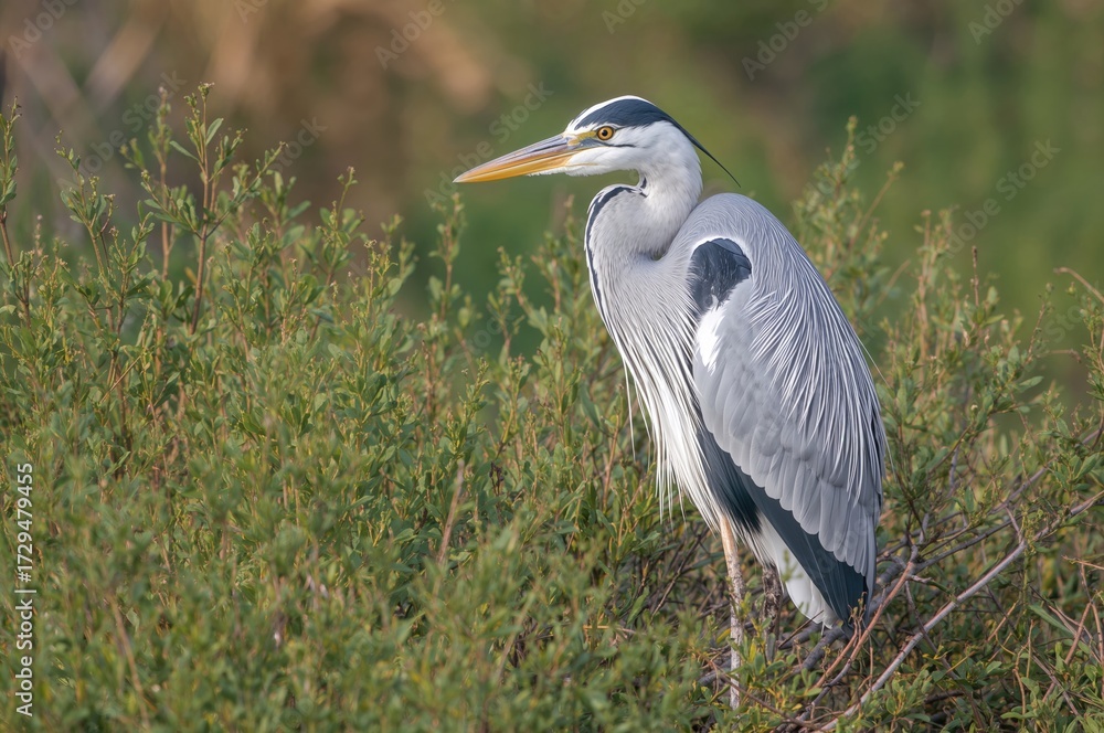Fototapeta premium Heron Resting Among the Shrubs
