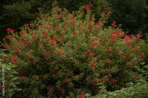 Lush Green Shrub Featuring ...
