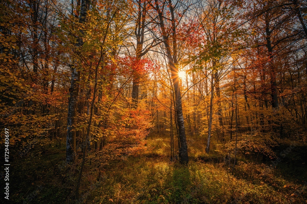 Obraz premium Woods displaying vibrant fall hues