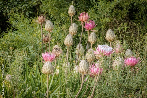 Protea blossoms thriving in...