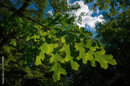 Background of green oak fol...
