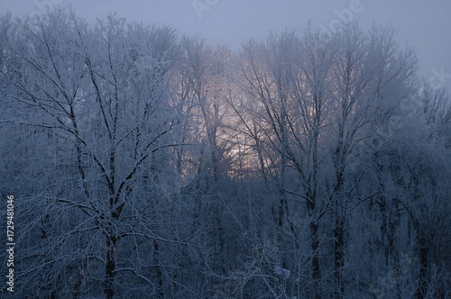 Winter forest trees blanket...