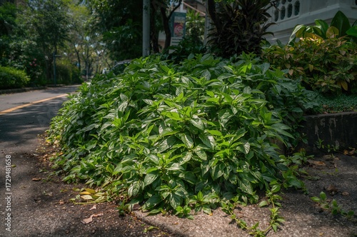 Wild green sinrong foliage ...