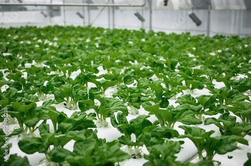 Hydroponic cultivation of v...