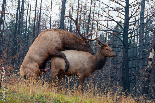 Kopulierende Wapiti-Hirsche