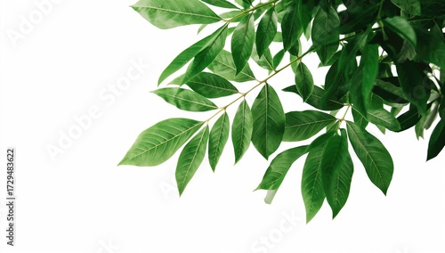 Green foliage plant. Leafy ...