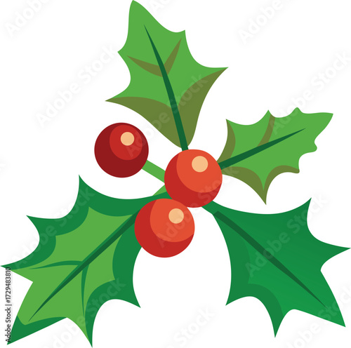 Holly Berry Illustration with Green Leaves for Christmas Holiday Decoration