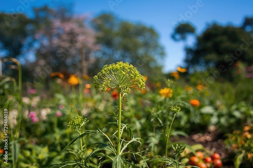 Blurred sky with fresh dill...