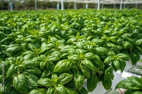 Hydroponic cultivation of v...