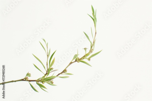 Isolated Willow Branch with...