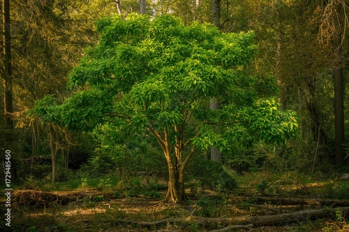 Lush Sapium sebiferum tree ...