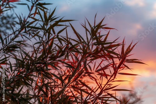 Green Bamboo Foliage Agains...