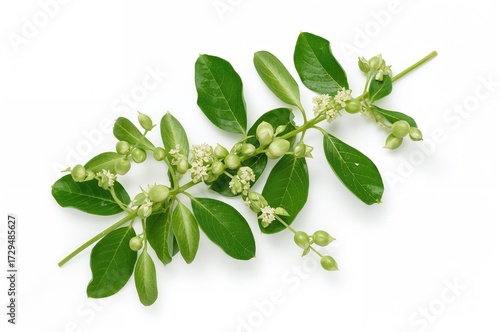 Isolated green chickpea ste...