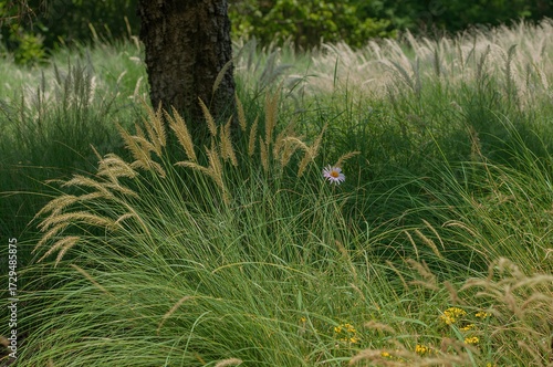 Golden beard grass also kno...