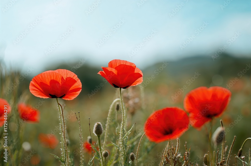 Fototapeta premium Blooming scarlet poppy flowers