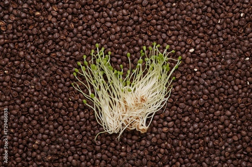 Sprouted Bengal Gram as Nut...