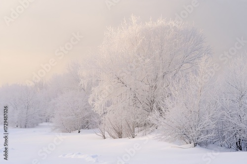 Snow-clad branches create a...