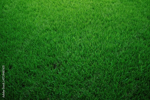 Wallpaper Mural Lush verdant lawn area Torontodigital.ca