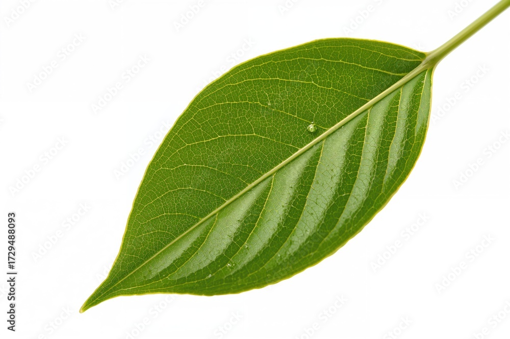 Obraz premium Isolated fresh jasmine leaf with vibrant green color on a white background