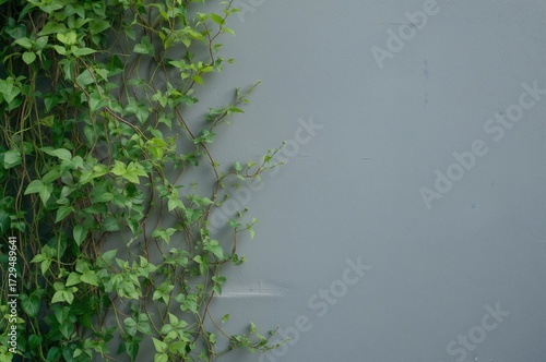 Lush Green Vine Climbing on...