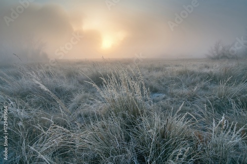 Icy field shrouded in mist ...