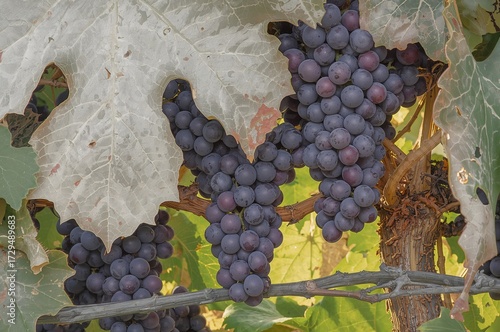 Close-up of grapes maturing...