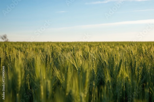 Endless fields of verdant w...