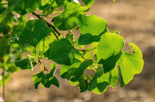 Sunlit Leaves of a Ginkgo Tree