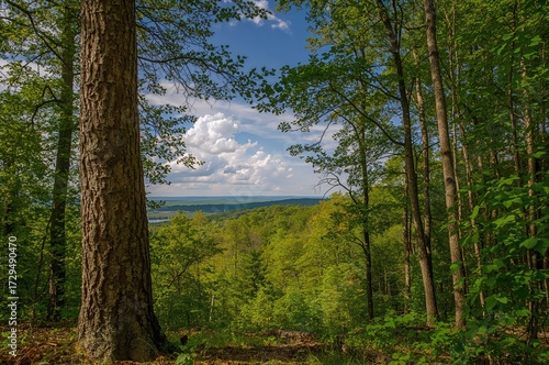 Lush woodland scenery with ...
