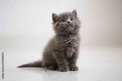 A tiny gray furry kitten re...