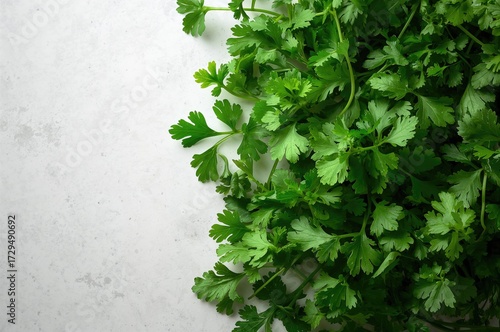 Fresh green cilantro leaves...