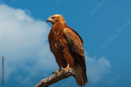 Majestic Eagle perched on a...