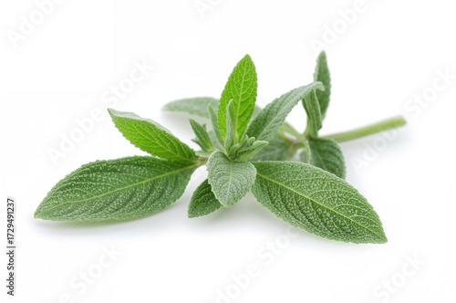 Fresh sage leaves isolated ...