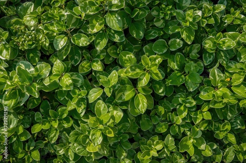 Plant leaves in green and w...