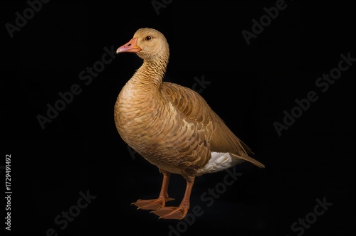 Golden Feathered Goose Agai...