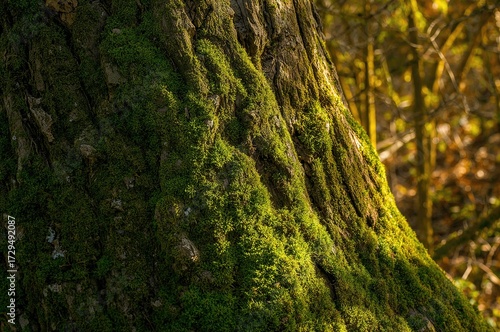 Green moss growing on the t...