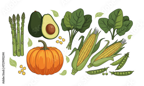 Fresh Vegetables and Leafy Greens Collection – Asparagus, Avocado, Pumpkin, Corn, Spinach, Peas | Harvest Concept Vector Art