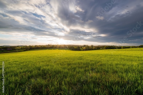 Lush Meadow Under a Sky Fil...