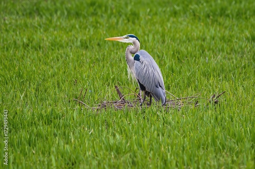 Majestic Large Blue Heron C...