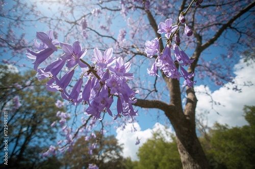 Blooms of the Hyacinth Tree