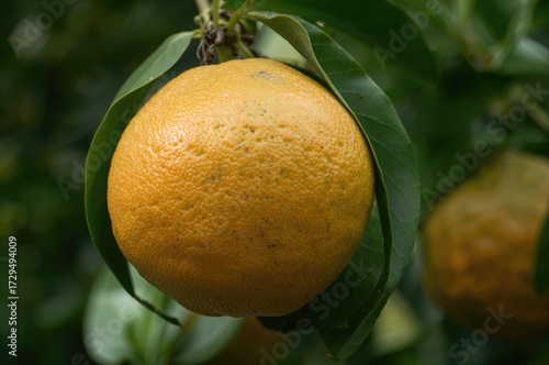 Close-up of a ripe pomelo on the tree showcasing its sweet and tender red flesh with a balanced sour undertone.