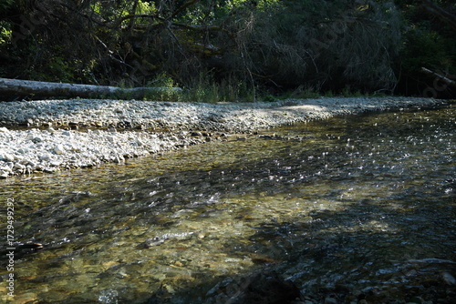 group of salmon run in river 