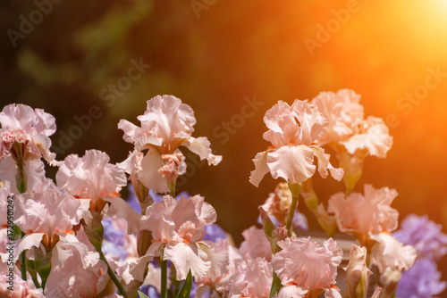 Ταπετσαρία Purple with yellow bearded iris flower close up
