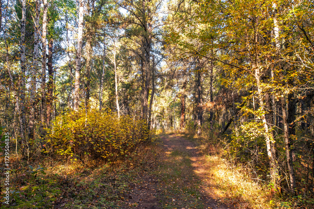 Obraz premium Hiking in the Canadian forest in Autumn 