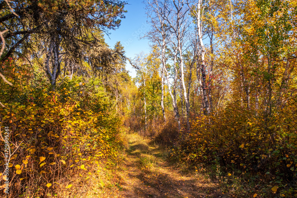 Obraz premium Hiking in the Canadian forest in Autumn