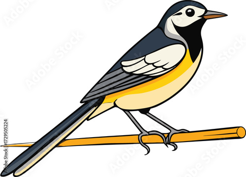 Illustration of a wagtail bird perched on a branch