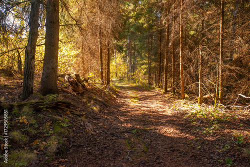 Hiking in the Canadian forest in Autumn 