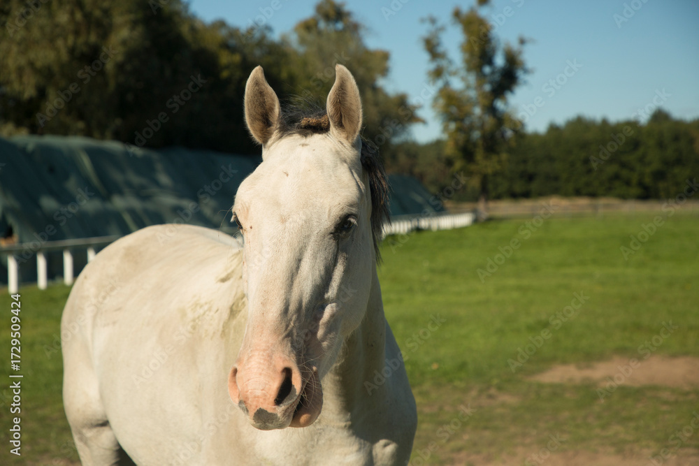 Obraz premium horse close-up