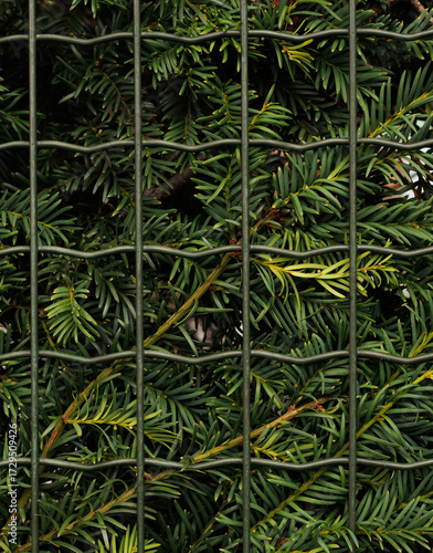 green fern background